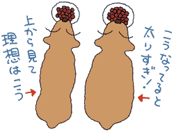 肥満イメージイラスト