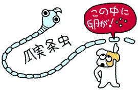 瓜実条虫イラスト